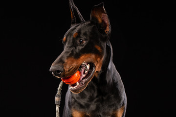 doberman pinscher with a toy ball on black background