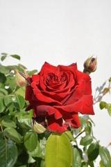 rote Rose, Edelrose Ingrid Bergmann