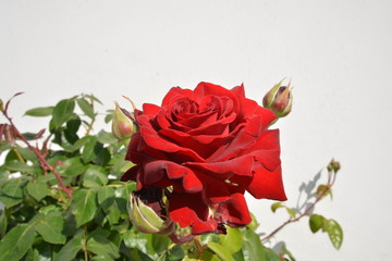 rote Rose, Edelrose Ingrid Bergmann