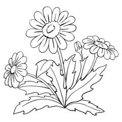 Sunflower cartoon illustration isolated on white background for children color book © Huy