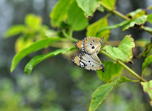 when the mating season arrives the butterfly mixes love with beautiful and romantic