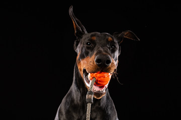 doberman pinscher with a toy ball on black background