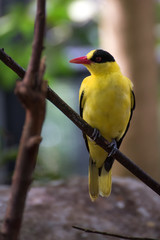 Singing bird ( Golden Oriole )