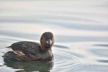 Little Grebe (Tachybaptus ruficollis), Crete 