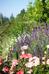 flowers and greenery in garden with view