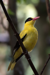 Singing bird ( Golden oriole )