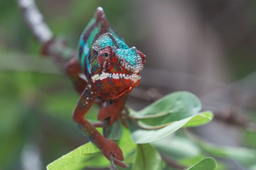 Panther chameleon Furcifer pardalis on a branch