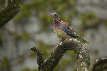 Fototapeta premium Laughing dove (Spilopelia senegalensis).