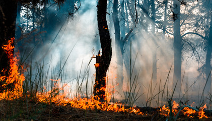 Fototapeta premium Forest fire. Burned trees after wildfire, pollution and a lot of smoke