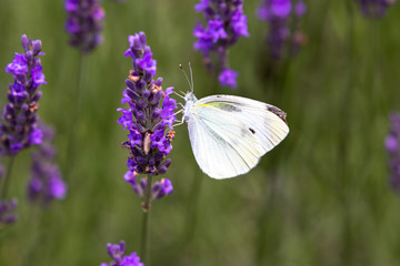 lavender with small white / Sakura lavender land in Sakura city, Chiba prefecture, Japan