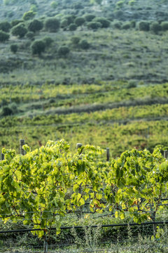 Wine production in Spain