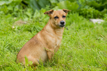 The old red dog with wise eyes, poses in a summer garden