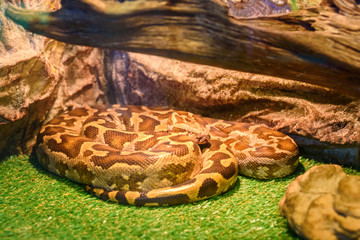 the snake in the zoo in the serpentarium.