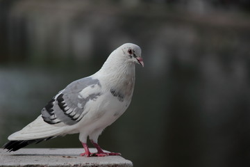 Front view of the face of Rock Pigeon face to face. Pigeon on street.