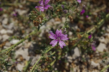 Wilde Malve an der franz&ouml;sischen Mittelmeerk&uuml;ste