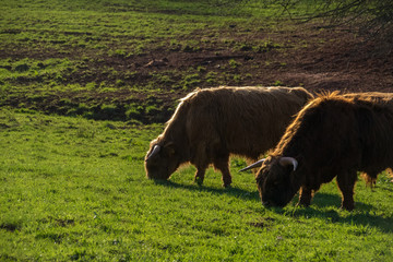 Cattlehorn Cows Germany