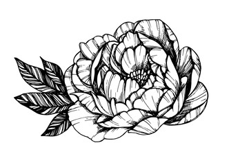 Hand drawn vector illustration - Peony flower. Floral Tattoo sketch. Perfect for tattooing, invitations, greeting cards, quotes, blogs, posters etc.