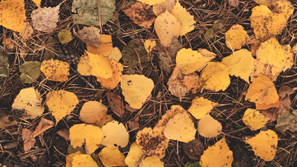 Autumn the forest blanket of yellow leaves