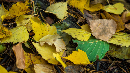 Autumn the forest blanket of yellow leaves
