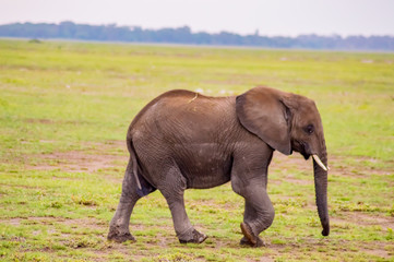 Naklejka na ściany i meble Huge elephant isolated on the trail in the savannah