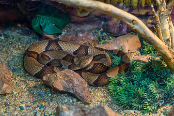 the snake in the zoo in the serpentarium.