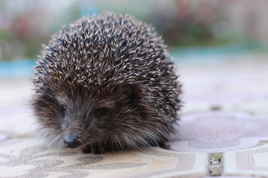 hedgehog
