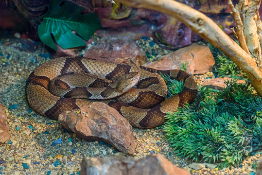 the snake in the zoo in the serpentarium.