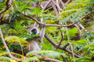 Vervet monkey sitting on a wall in the savannah