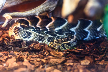 the snake in the zoo in the serpentarium.