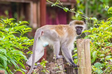 Vervet monkey sitting on a wooden post in the savannah