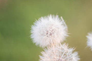löwenzahn, blume, natur, pflanze, green, frühling, sommer, weiß, saat, gras, flora, löwenzahn, makro, blume, saat, unkraut, wiese, flaumig, aufblühen, wind, wachstum, close up, feld, schön, grün