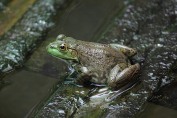 Marsh frog sits on a green leaf.