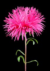 Gorgeous Pink Aster on Black Background