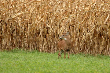 Fototapeta premium A Whitetail Buck pauses at the edge of a field of ripened feed corn.