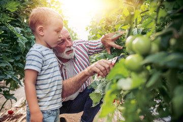 Grandfather and his grandson in a greenhouse