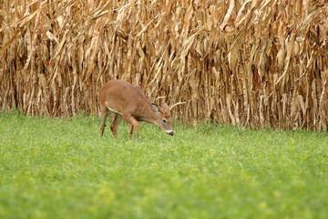 A Whitetail Buck browses in a hay field next to a field of ripened feed corn.