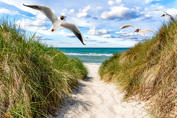 Möwen am Weg zum Strand