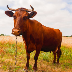 The cow sits on the pasture