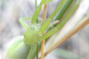 Green macro spider blurred background, predator hunting in the grass close-up