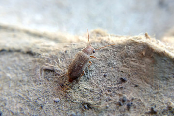 Brown natural beetle on the sand macro blurred background