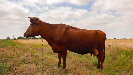 The cow sits on the pasture
