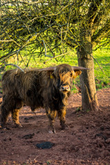 Cattlehorn Cows Germany