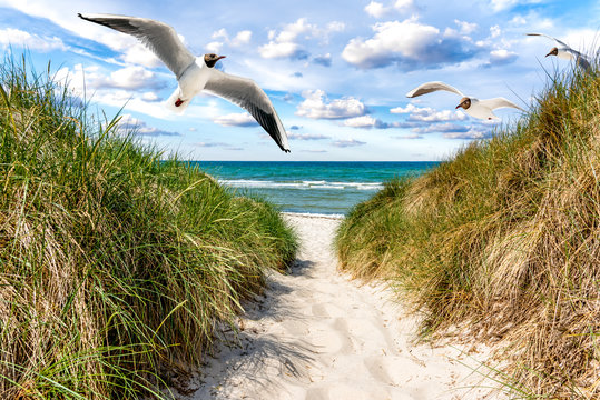 M&ouml;wen am Weg zum Strand