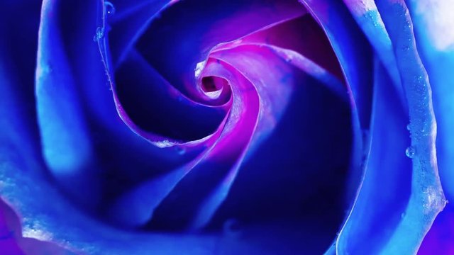Top view of a beautiful rose in spreading paint. Close-up