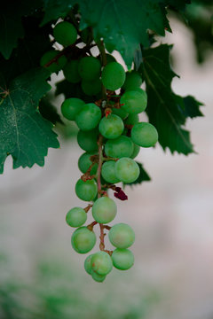 Uvas en proceso de madurarse