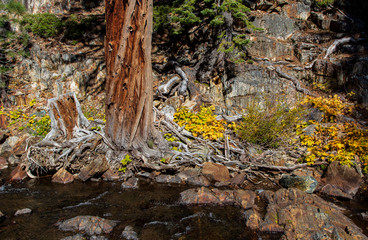 tree roots by stream