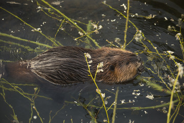 Eurasian beaver (Castor fiber) .