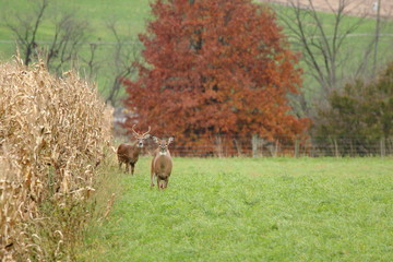 A Whitetail Buck stand in the hay field with his chosen doe.
