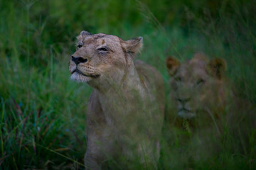 Mighty Lion watching the lionesses who are ready for the hunt in Masai Mara, Kenya (Panthera leo)