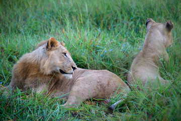 Mighty Lion watching the lionesses who are ready for the hunt in Masai Mara, Kenya (Panthera leo)